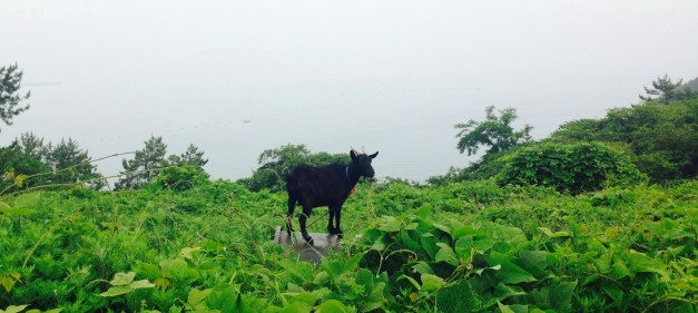 Goat on Dolsan Coastal Trek